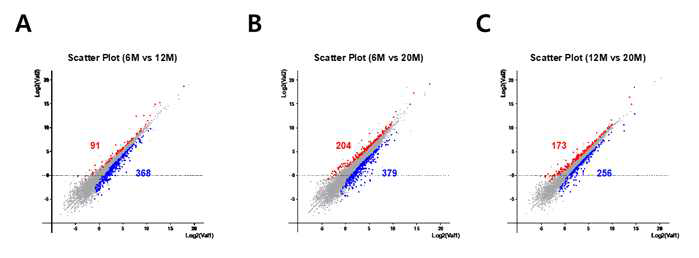 Analysis of differential expression withy the RNA-Seq data. Red spots indicate the up-regulated genes. Blue spots do the down-regulated genes. (A) 6 months (6M) vs. 12 months (12M), (B) 6 months (6M) vs. 20 months (20M), (C) 12 months (12M) vs. 20 months (20M)