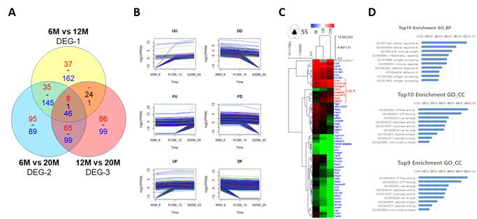 Venn diagram summarizes the overlap analysis of DEG values derived from the three comparative groups. (A) Overlap analysis of DEG value between groups. Red, increased genes, Blue, decreased genes. (B) Expression patterns and variations for each group (cutoff: P‑value <0.001). (C) Heatmap visualization of 54 DEGs overlapping 6M, 12M and 20M groups. (D) top 10 enriched GO terms for DEGs from each comparison