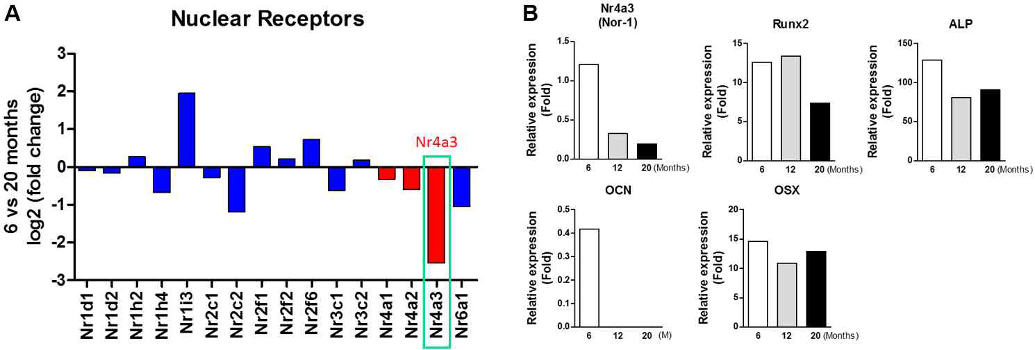 Expressional changes of nuclear receptors in BMSCs from aged mice (RNA-seq analysis). (A) Expressional changes of various nuclear receptors between 6 and 20 month group. (B) Expressional changes of NR4A3 and osteoblast marker genes in 6, 12, and 20 month groups