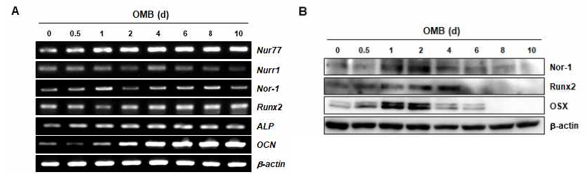 Nor-1 expression during BMSC differentiation. Primary BMSCs were cultured for 10 days in osteogenic medium. The expression of NR4A series of nuclear receptors and osteoblast-specific genes were analyzed by RT-PCR (A). Protein level of Nor-1 and osteoblast-specific genes were analyzed by Western blot analysis (B). β-actin was used as internal control. OMB, osteogenic medium with BMP2