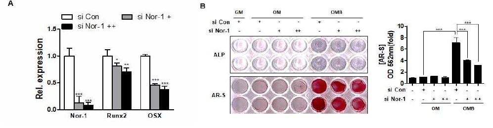 Inhibition of Nor-1 expression reduces osteoblast marker gene expression and differentiation. (A) Cells were transfected with si-Control and si-Nor-1 for 3 days. mRNA were extracted for qRT-PCR. (B, Upper left panel) Cells were stained for ALP enzyme activity at day 3. (B, Lower left panel) For evaluating matrix mineralization, alizarin red staining (AR-S) was performed at day 8 of culture. (B, Right panel) For quantifying the mineralization, the stained cells were reacted with 10% cetylpyridinium chloride solution and the absorbance value was measured at 562 nm by spectrophotometry