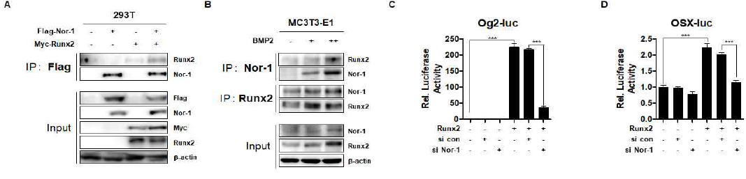 Nor-1 regulates Runx2 transactivity through physical interaction with Runx2. (A) HEK-293T cells were transiently transfected with Flag-Nor-1 and Myc-Runx2 for 48 hours. Immunoprecipitation was performed with Flag antibody followed by immunoblotting with Nor-1 and Runx2 antibody. (B) MC3T3-E1 cells were treated with BMP2 for 3 days and immunoprecipitated to confirm endogenous protein binding. (C,D) Nor-1 regulates luciferase activities of osteoblast specific marker genes. MC3T3-E1 cells were transiently transfected with Og2-Luc (200 ng) (C) or OSX-Luc (200 ng) (D) with Runx2 (100 ng) construct. Luciferase activities of Og2-Luc by si-Control and si-Nor-1 (+, 30 nM) treatment were measured. At 12 hours after transfection, luciferase assay was performed. Results are expressed as fold activity relative to the control (C – D)