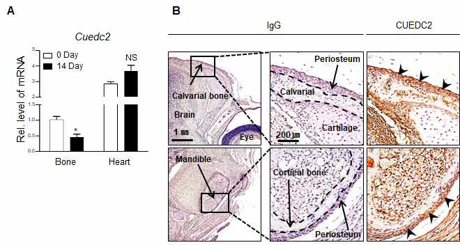 Decreased Cuedc2 expression is correlated with bone development. (A) Expression of Cuedc2 mRNA in calvarial bone and heart tissues of mice at postnatal days 0 and 14 was evaluated by real-time PCR. Cuedc2 levels in calvarial bone at day 0 were normalized to 1 and heart tissue was used as a positive control. (B) Expression of Cuedc2 protein in head tissues of mice at postnatal day 0 was observed by immunohistochemistry. The broken line of the middle panel indicates the bone boundary. The arrow head in the right panel indicates positive staining of the Cuedc2 protein in periosteum