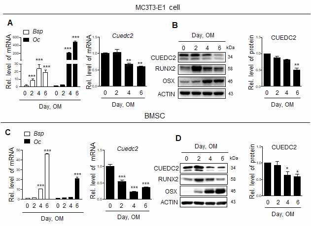Cuedc2 is downregulated during osteoblast differentiation. MC3T3-E1 cells and BMSCs were cultured in osteogenic medium (OM, ascorbic acid, 50 μg/ml; β -glycerophosphate, 5 mM; BMP2, 50 ng/ml) for 6 days. (A,C) Expression of Bsp, Oc, and Cuedc2 mRNA was evaluated by real-time PCR using specific primers. *P < 0.05, **P < 0.01, ***P < 0.001 versus day 0 or BMP2 0 ng/ml. (B, D) The levels of Runx2, Osx, and Cuedc2 proteins were evaluated by Western blot using specific antibodies. Right panels are a quantification of the Cuedc2 bands by densitometry using Science Lab Image Gauge version 3.0 software (Fujifilm)