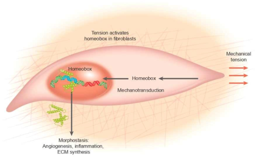 인장력에 의해 발현된 신호를 Hox 유전자 발현에 전달하는 새로운 물리자극 신호전달 체계