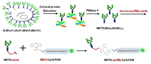 고만노즈형 당사슬이 부착된 CpG-oligodeoxynucleotide 제작