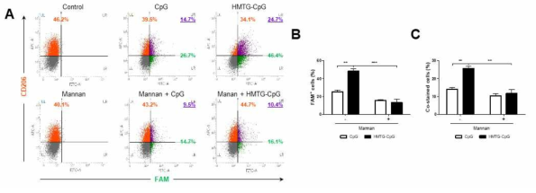 Mannan 처리에 의한 HMTG-CpG-oligodeoxynucleotide 흡수의 경쟁적 억제