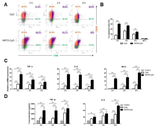 HMTG-CpG-oligodeoxynucleotide에 의한 M2 대식세포의 M1 대식세포로 분극화 정도 분석