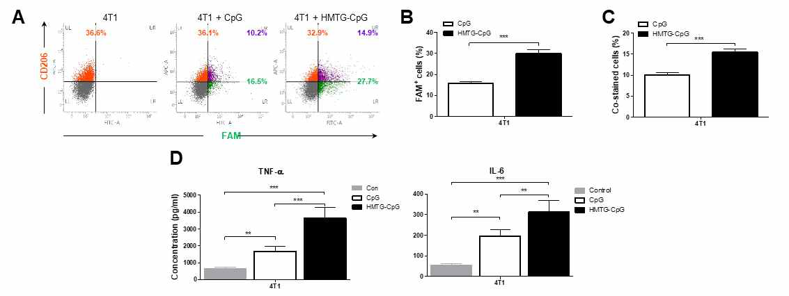 종양관련 대식세포의 HMTG-CpG-oligodeoxynucleotide 흡수율 분석