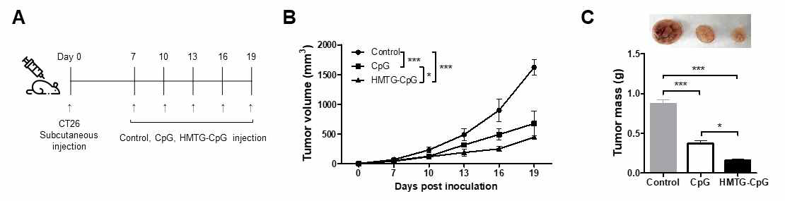 HMTG-CpG-oligodeoxynucleotide를 이용한 invivo 분석