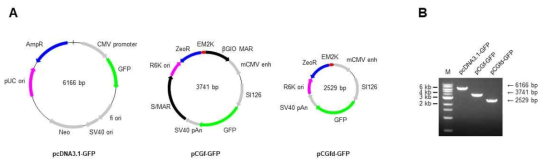 pCGfd-GFP 플라스미드 제작