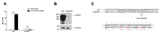 CRISPR/Cas9 시스템을 이용한 EGFR knockout A431 세포제작