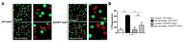 항체를 분비하는 대식세포에 의한 EGFR WT, KO A431 세포의 식세포 작용 분석