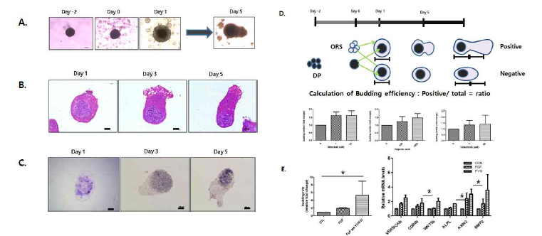 모낭 유기관의 bud 형성(A)과 epithelial cells의 proliferation 의 조직학적 구조분석(B) 모유 두세포의 ALP activity 확인. 물질에 따른 모낭유기관 bud 형성의 차이 확인. (D-E)