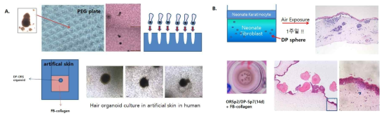 삼차원 scaffold 및 인공피부에서의 모낭 유기관의 배양 및 조직학적 분석