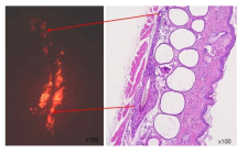 모낭 유기관들을 모발이 없는 면역결핍 생쥐(SHO)에 이식한 후 모낭 형성 확인