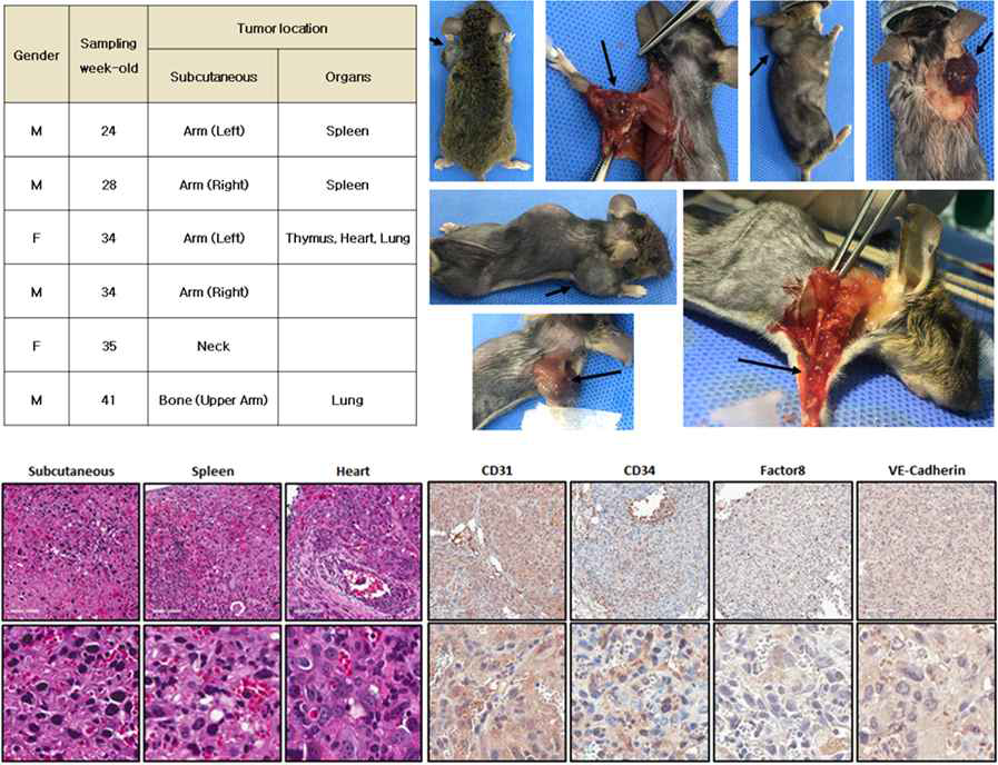 VECre;p53fl/fl 모델에서의 혈관육종 형성 패턴, 육안 종양 사진 (Lt. arm, neck, Lt. upper arm의 bone) 및 H&E 및 IHC를 통한 혈관육종의 병리조직학적 소견 검증