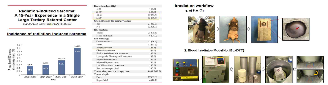 Radiation-induced angiosarcoma의 임상적 특성 (우)와 VECre;p53fl/fl 모델 방사선 조사 work flow