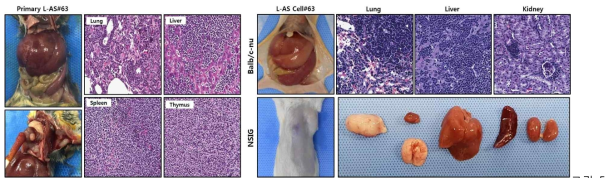 VECre;P53fl/fl;ATMfl/fl 마우스에서 leukemia 의심 종양의 발병과(왼쪽) in vivo 종양 형성을 면역 결핍 마우스를 통해 확인하였음(오른쪽)