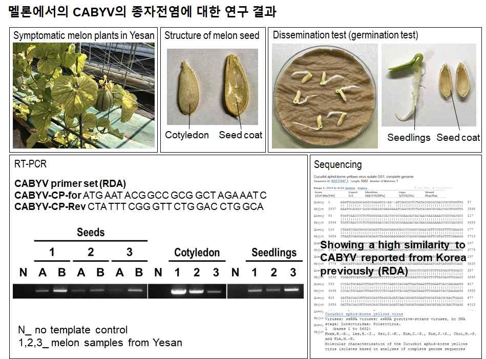 CABYV 종자전염 확인 PCR 결과