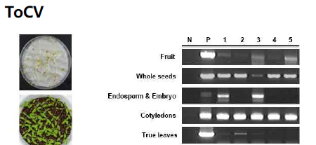 ToCV 종자전염 확인 PCR 결과