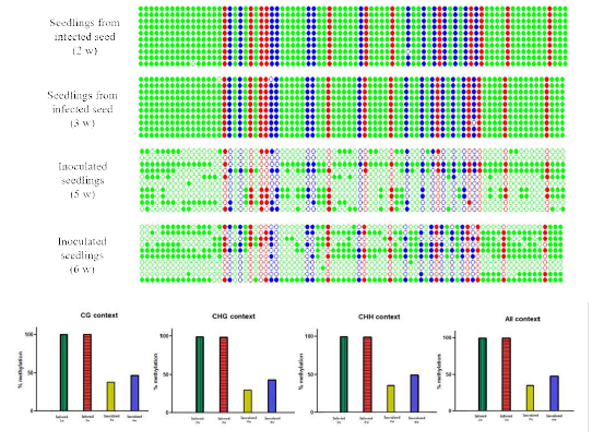 감염 종자에서 발아한 유묘와 바이러스를 접종한 유묘에서의 cytosine methylation 양상 비교 분석