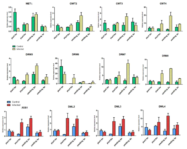 감염 종자에서 발아한 유묘와 바이러스를 접종한 유묘에서의 cytosine methylation 관연 유전자의 발현 양상 비교 분석