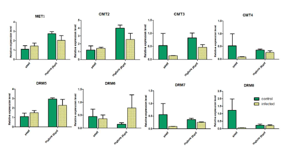 바이러스 감염 종자와 건전 종자 그리고 바이러스 감염 식물과 건전 식물 사이의 methylation 관련 유전자의 발현양상 비교