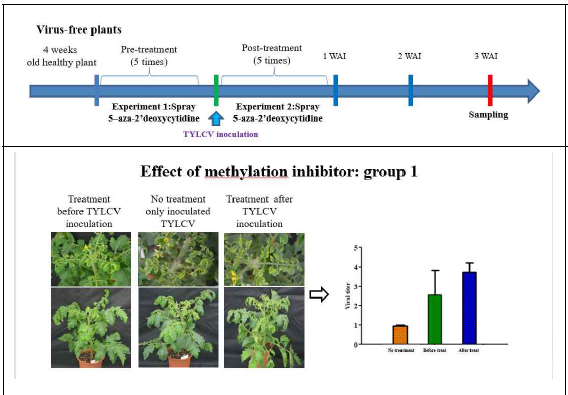 WT에 바이러스 감염 후 methylation inhibitor 처리