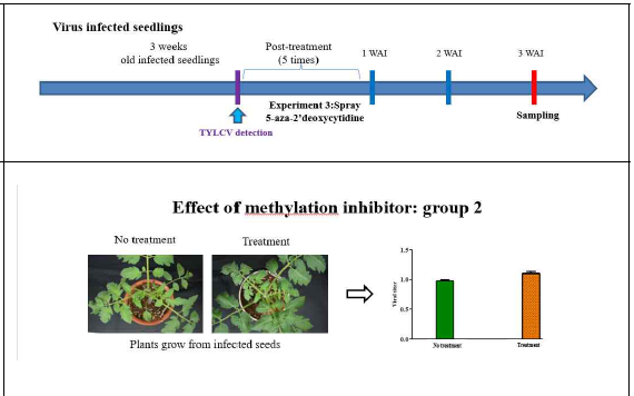 바이러스 감염 종자로부터 발아한 식물에 methylation inhibitor 처리