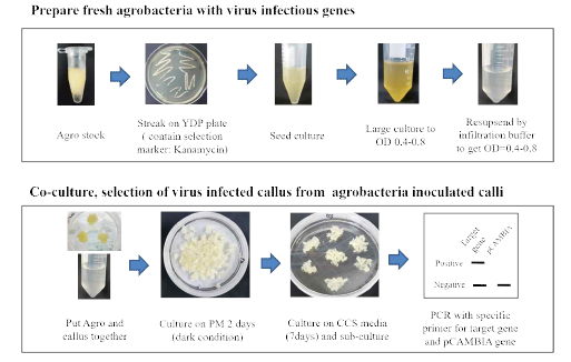 식물바이러스 연구를 위한 in vitro virus inoculation 방법을