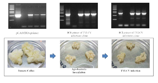 TYLCV를 예로하여 callus를 이용한 in vitro virus inoculation 개발