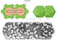 Geminivirus의 구조