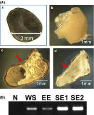 SPLCV 감염 고구마에 서의 종자전염 확인(Kim et al., 2015)