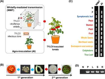 TYLCV 감염 토마토에서의 종자전염 확인(Kil et al., 2016)