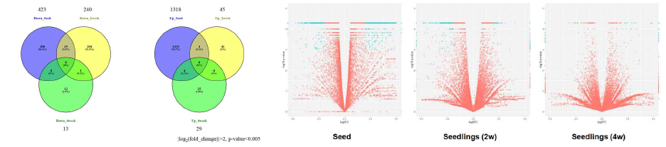 종자, 2, 4주차 유묘에서의 DEGs 분석 결과에 대한 Venn diagram (좌) 및 Volcano plot (우)