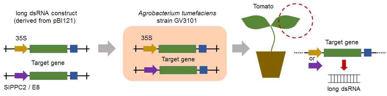 dsRNA를 발현해 target gene의 expression을 조절하는 transgenic 토마토 제작 방법