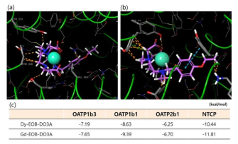 간세포 약물 운반체 표적성 계산 화학 분석 결과 (a: Dy-EOB-DO3A, OATP1B1, b: Gd-EOB-DO3A, OATP1B1, c: glide score)