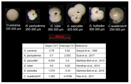 연구된 퇴적물 코어(NPGP1302-1B, 60-61cm depth)에서 채집한 유공충 시료 이미지와 선행 연구에서 이용한 각 종의 보정 계수(O. universa: Orbulina universa, N. pachyderma: Neogloboquadrina pachyderma, G.ruber: Globigerinoides ruber, G. sacculifer: Globigerinoides sacculifer, G. bulloides: Globigerina bulloides, C.wuellerstorfi: Cibicidoides wuellerstorfi)