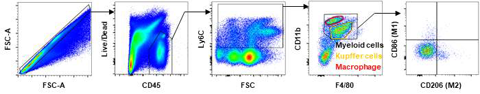 Representative FACS gating strategy for flow cytometry (FACS) analysis from liver cells after acute liver injury model using DEN plus CCl4 injections in WT (n=5) and NOX4KO mice (n=5)