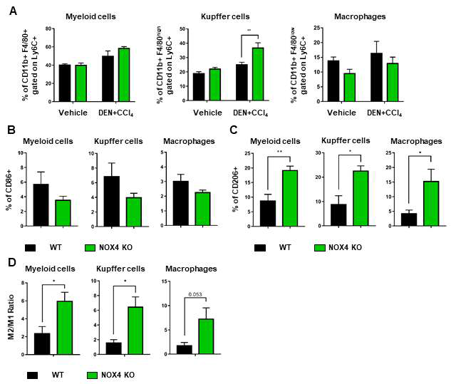 FACS anlysis for the expression of (A) immune cells (B) CD86 positive immune cells (C) CD206 positive immune cells (D) M2/M1 ratio from isolated liver cells after acute liver injury using DEN plus CCl4 injections in WT and NOX4KO mice