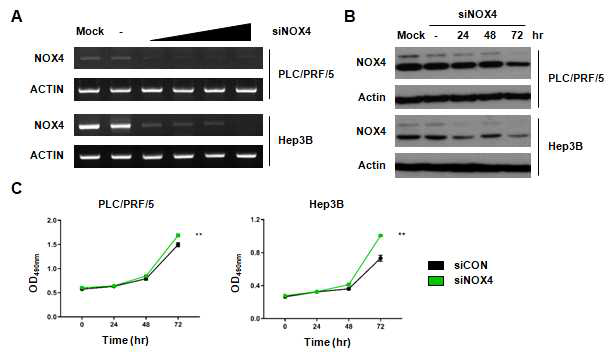 Effects of NOX4 knockdown on cell proliferation in PLC/PRF/5 and Hep3B cell lines