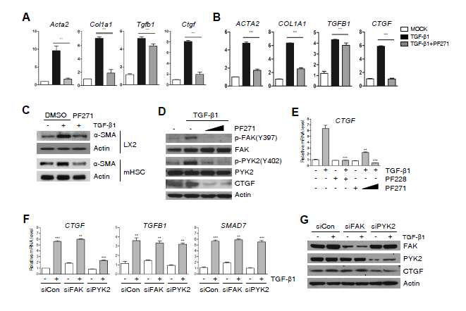 Inhibition of PYK2, but not FAK, suppresses upregulation of pro-fibrotic CTGF expression on stimuli of TGF-β1. (A, B) qPCR of fibrogenic gene expression in in vitro activated primary mouse hepatic stellate cell (mHSC) (A) and in LX2 (B), treated as indicated and shown as fold change (n=3). (C) Western blot of α-SMA in mHSC and LX2 after treatments. (D) Western blot of activated forms of both FAK and PYK2, and CTGF in LX2 treated as indicated (n=3). (E) qPCR of CTGF expression in LX2 that were treated with either of two FAK/PYK2 inhibitors (n=3). (F, G) After transfection with siRNAs of negative control, FAK or PYK2, qPCR of the indicated gene expression (F) and western blot (G) were performed. Two FAK/PYK2 dual inhibitors were used: PF271, PF-573271; PF228, PF573228. Student's t-test; *p < 0.05, **p < 0.01, and ***p < 0.00