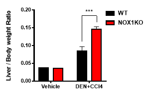 Liver to body weight (LW/BW) ratio of vehicle or DEN+CCl4 injected mice