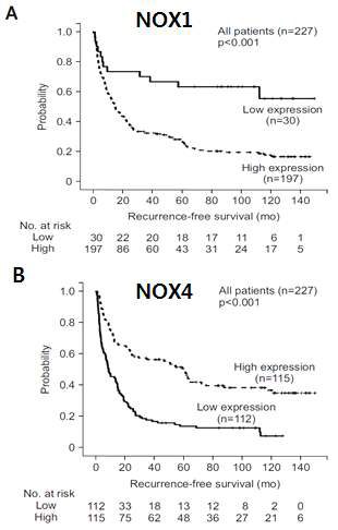 High NOX1 (A) or low NOX4 (B) expression within HCC is associated with shorter recurrence-free survival after curative surgical resection of HCC