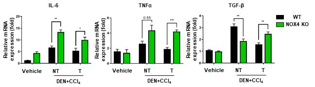 Gene expression analysis in vehicle or DEN+CCl4 injected mice livers