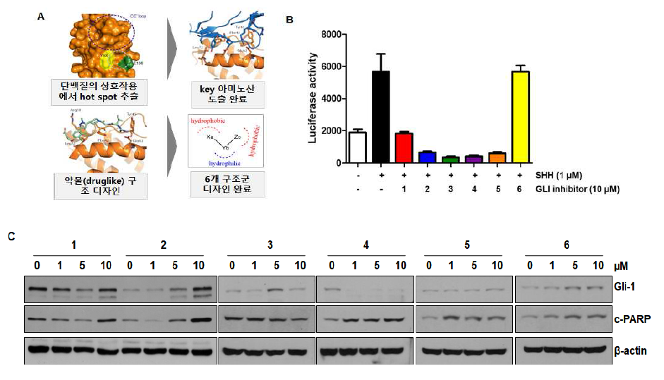 GLI 타겟 소분자 화합물 후보물질 도출 및 in vitro 효능 확인 A. 소분자 단백질 상호작용 억제제 발굴 기술을 통한 GLI 타겟 후보 물질 (6종) 도출 B. GLI1 타겟 후보 물질의 GLI 전사 활성 확인 C. HCT116에서 후보 물질 처리 후 GLI1, 세포사멸 (PARP) 단백질 확인