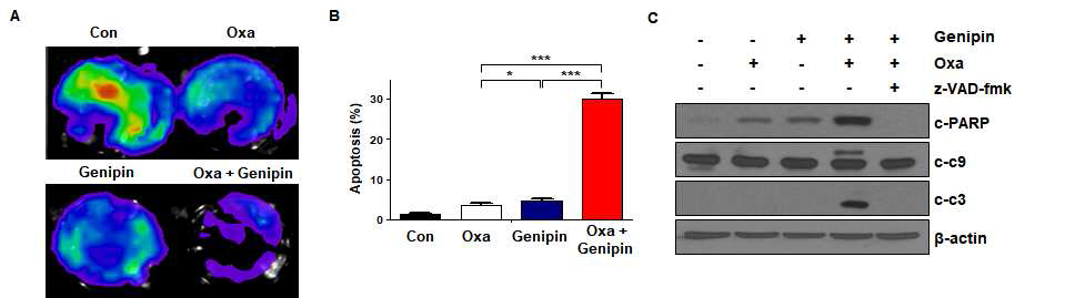 대장암 세포주 HCT116에서 Genipin과 Oxaliplatin의 병용 효과 확인 A, B : HCT116 세포에서 Oxaliplatin과 Genipin의 세포 사멸 효과 C : HCT116 세포에서 Oxaliplatin과 Genipin의 세포 사멸 관련 단백질 확인