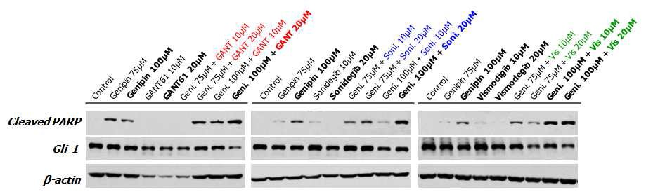 HCT116 세포에서 헤지호그 억제제와 Genipin의 병용 효과 : 세포 사멸 관련 단백질 확인