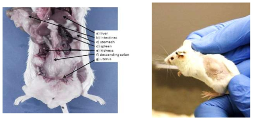 Animal Model and Bio-distribution studies